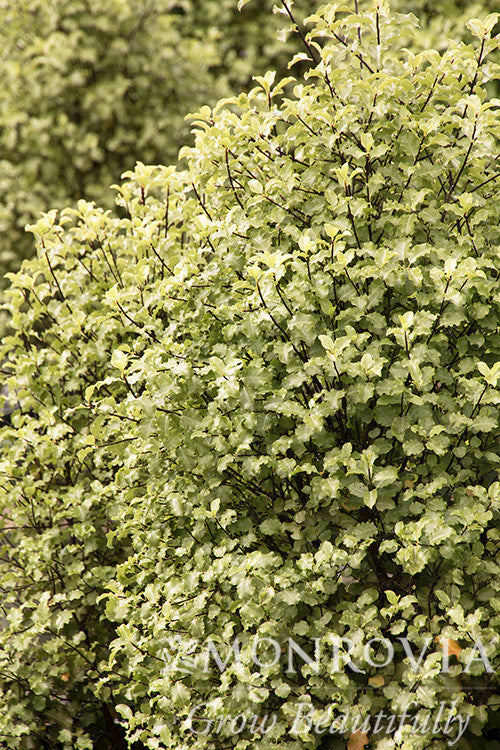 Tasman Ruffles Pittosporum - Thumbnail 2