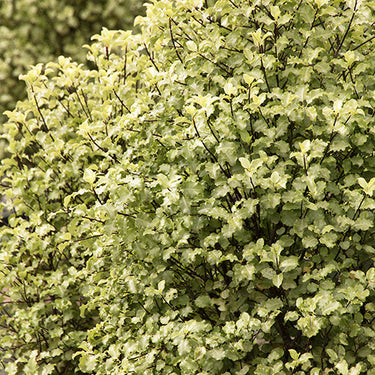 Tasman Ruffles Pittosporum - Monrovia