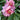 Takara (Treasure) Itoh Peony - Monrovia
