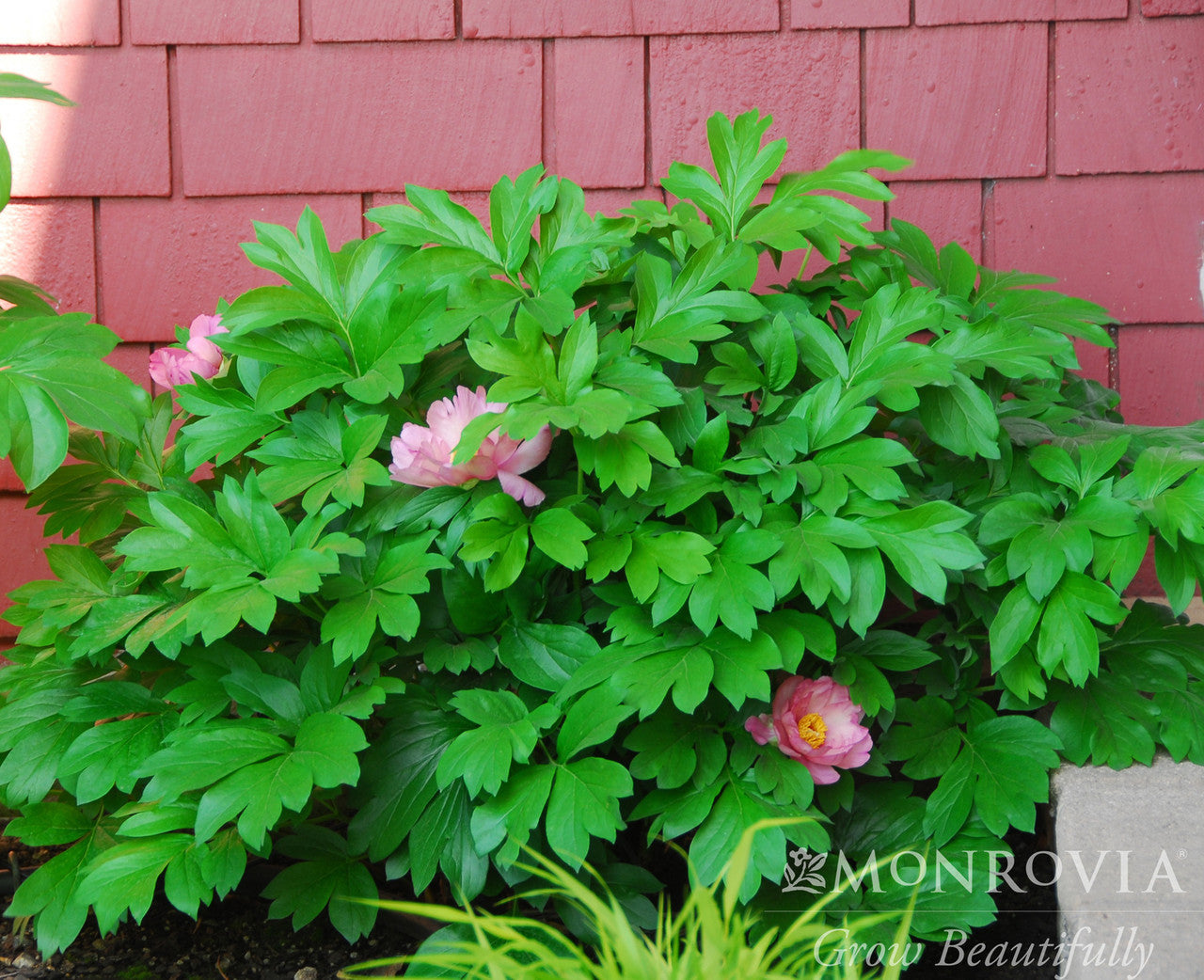 Paeonia Itoh Takara Peony - Thumbnail 3