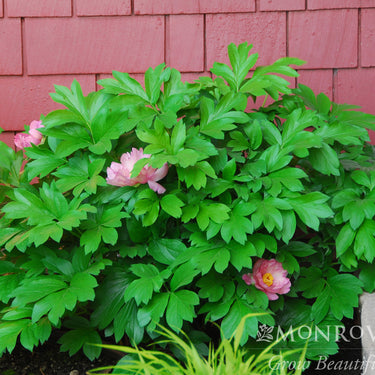 Takara (Treasure) Itoh Peony - Monrovia