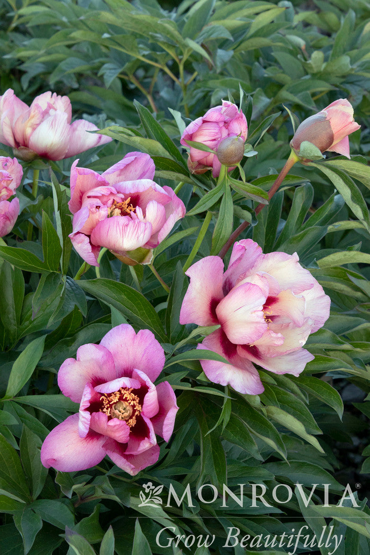 Paeonia Itoh Takara Peony - Thumbnail 2