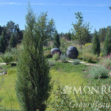Medora Juniper - Monrovia