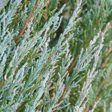 Blue Arrow Juniper - Monrovia