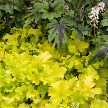 Lime Marmalade Heuchera - Monrovia