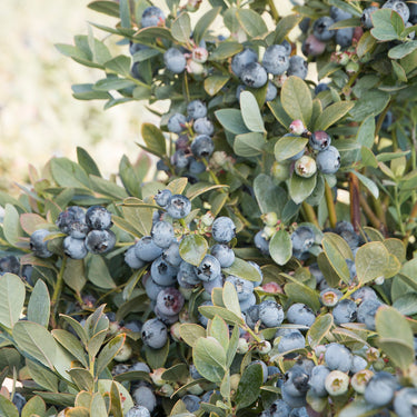 Bountiful Blue® Blueberry - Monrovia