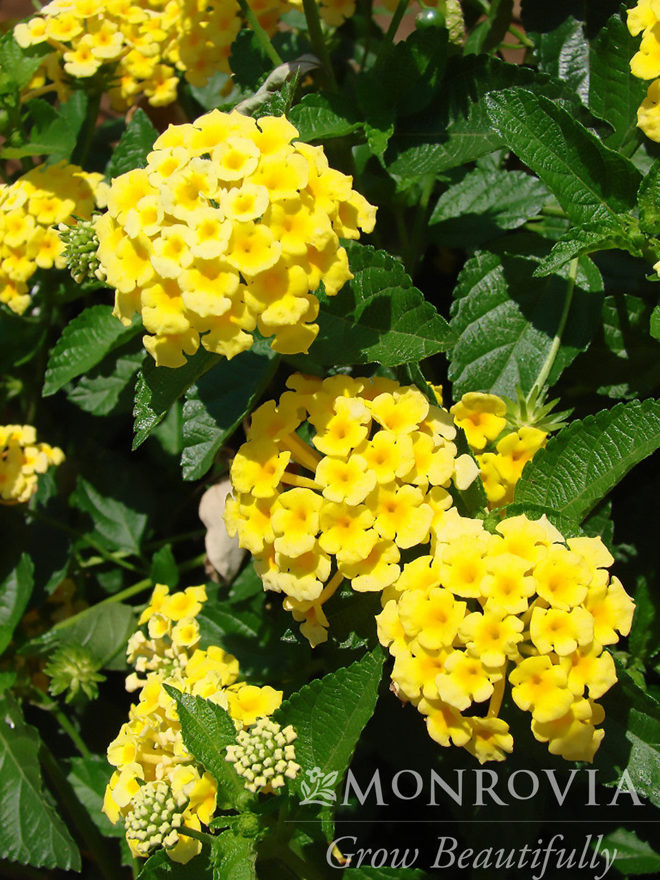 Chapel Hill Yellow Lantana - Thumbnail 2