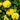 Chapel Hill Yellow Lantana - Monrovia