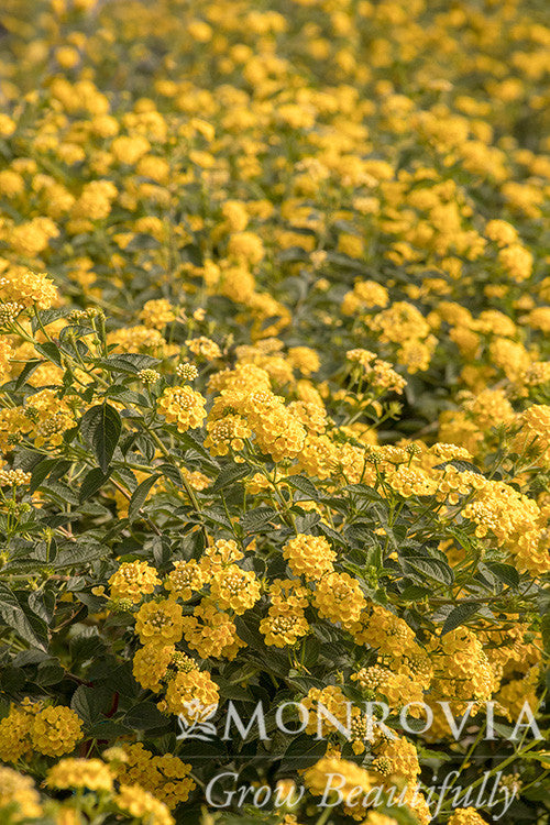 Chapel Hill Yellow Lantana