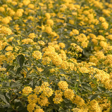 Chapel Hill Yellow Lantana - Monrovia