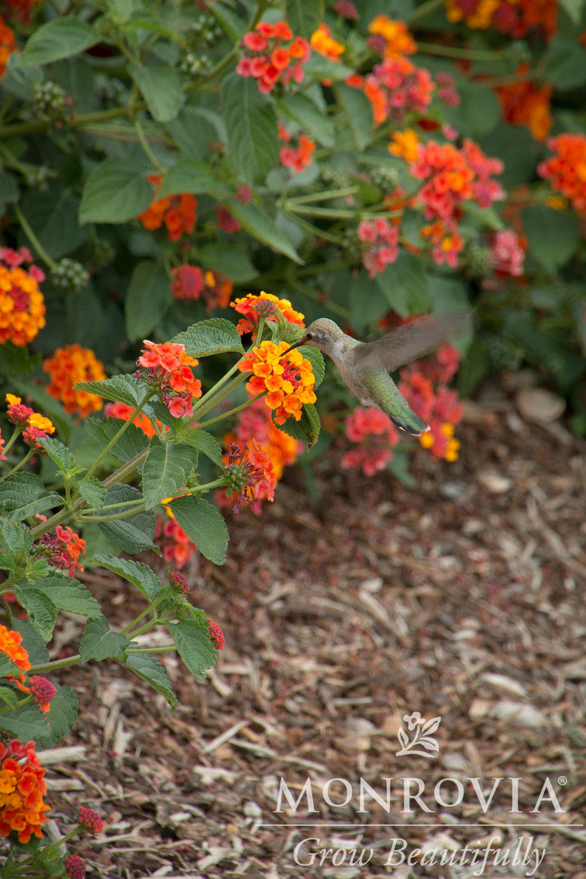 Radiation Bush Lantana - Thumbnail 5