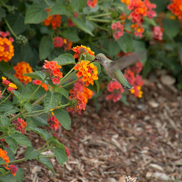 Radiation Bush Lantana - Monrovia