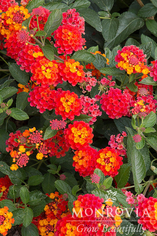 Radiation Bush Lantana