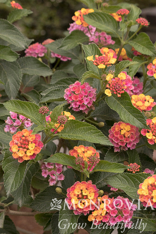 Confetti Spreading Lantana