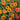 Spreading Sunset Lantana - Monrovia