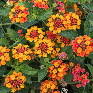 Spreading Sunset Lantana - Monrovia