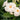 Sun Parasol® Giant White Mandevilla - Monrovia