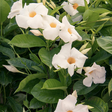 Sun Parasol® Giant White Mandevilla - Monrovia