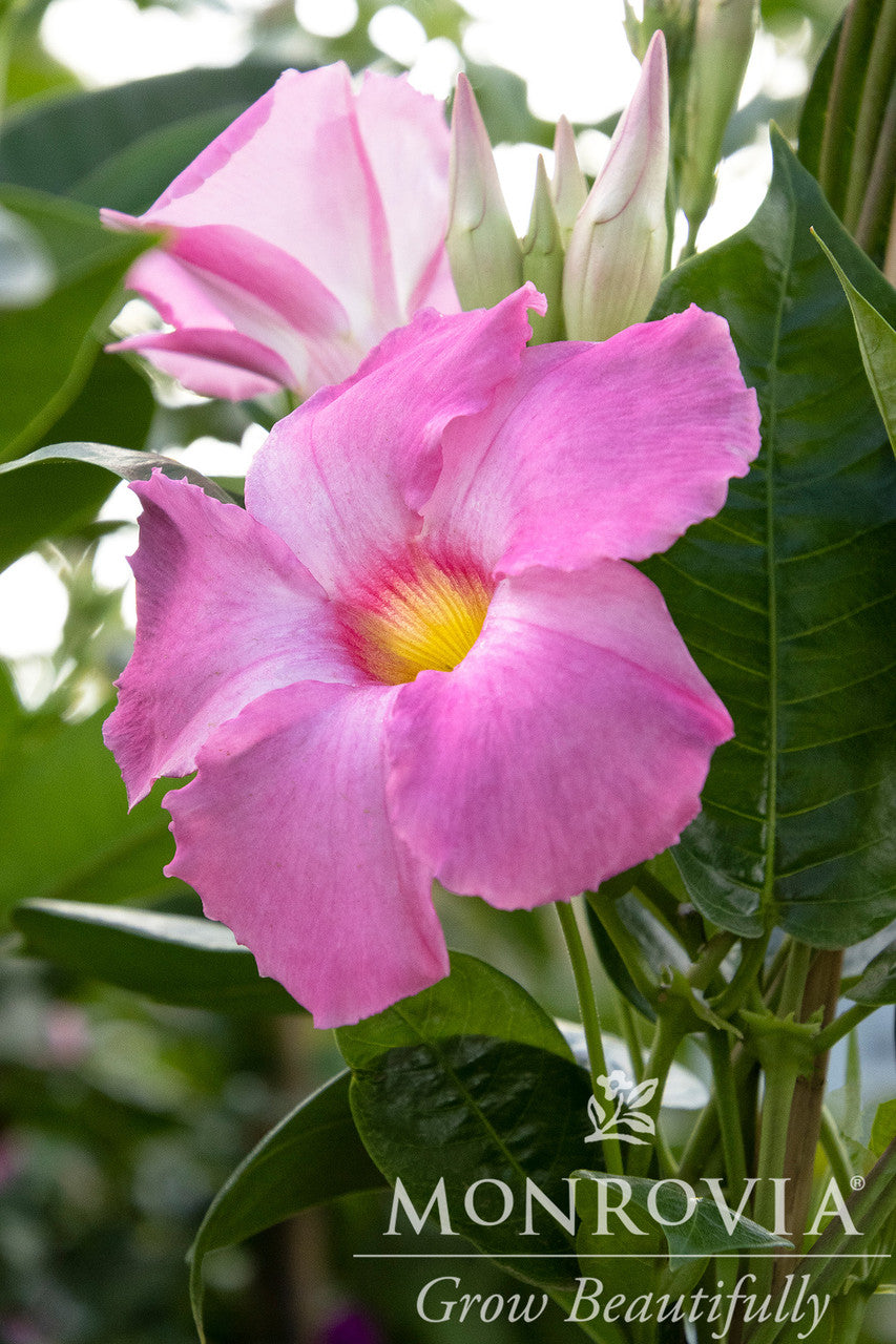 Sun Parasol Giant Pink Mandevilla