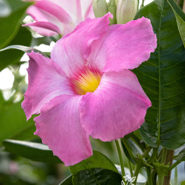 Sun Parasol® Giant Pink Mandevilla - Monrovia