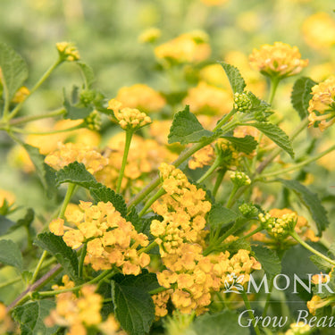 Sunburst Spreading Lantana - Monrovia