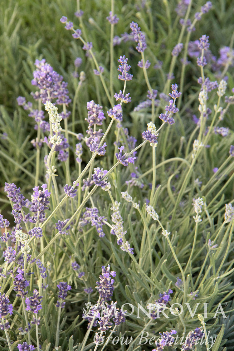 Munstead Lavender