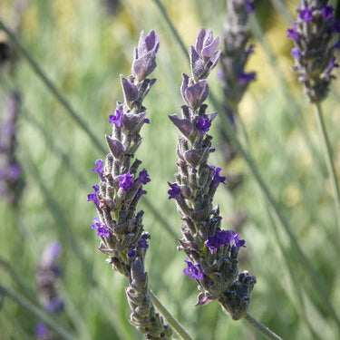 Goodwin Creek Gray Lavender - Monrovia