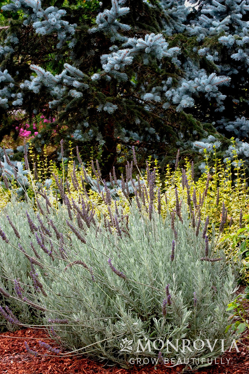 Goodwin Creek Gray Lavender - Thumbnail 5