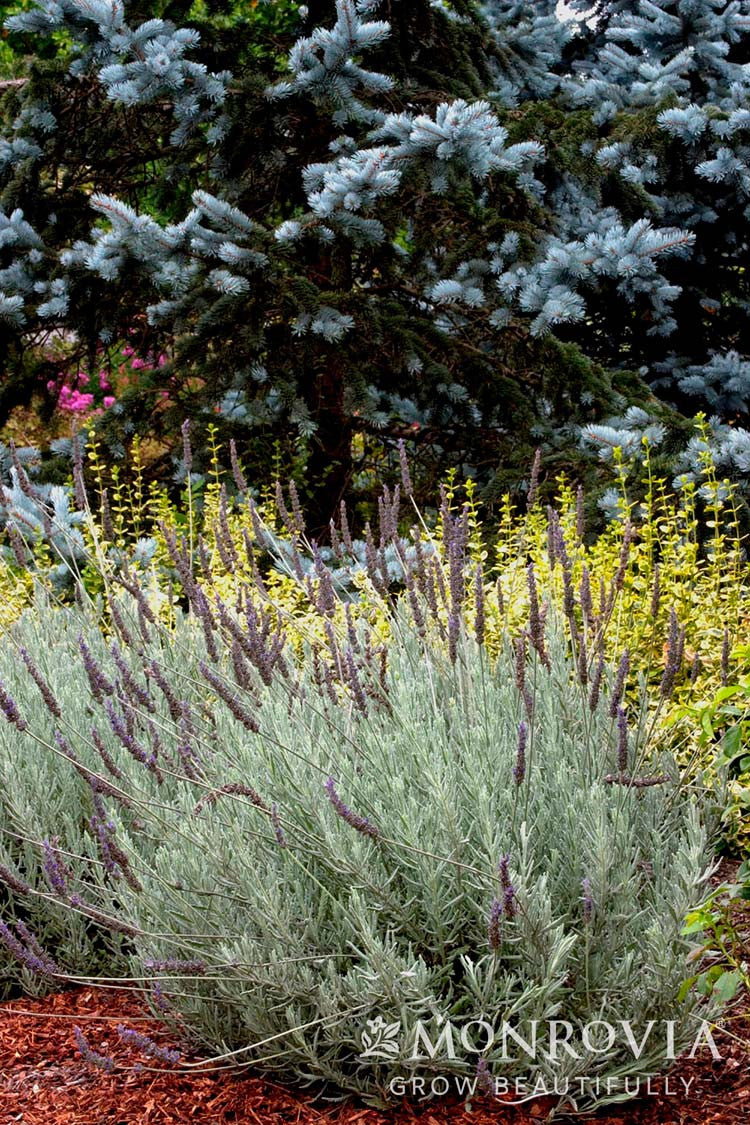 Goodwin Creek Gray Lavender - Thumbnail 4