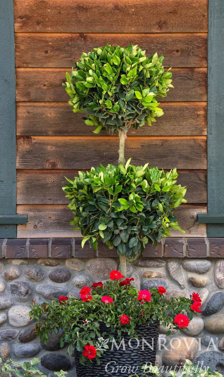 Waxleaf Privet - Thumbnail 4