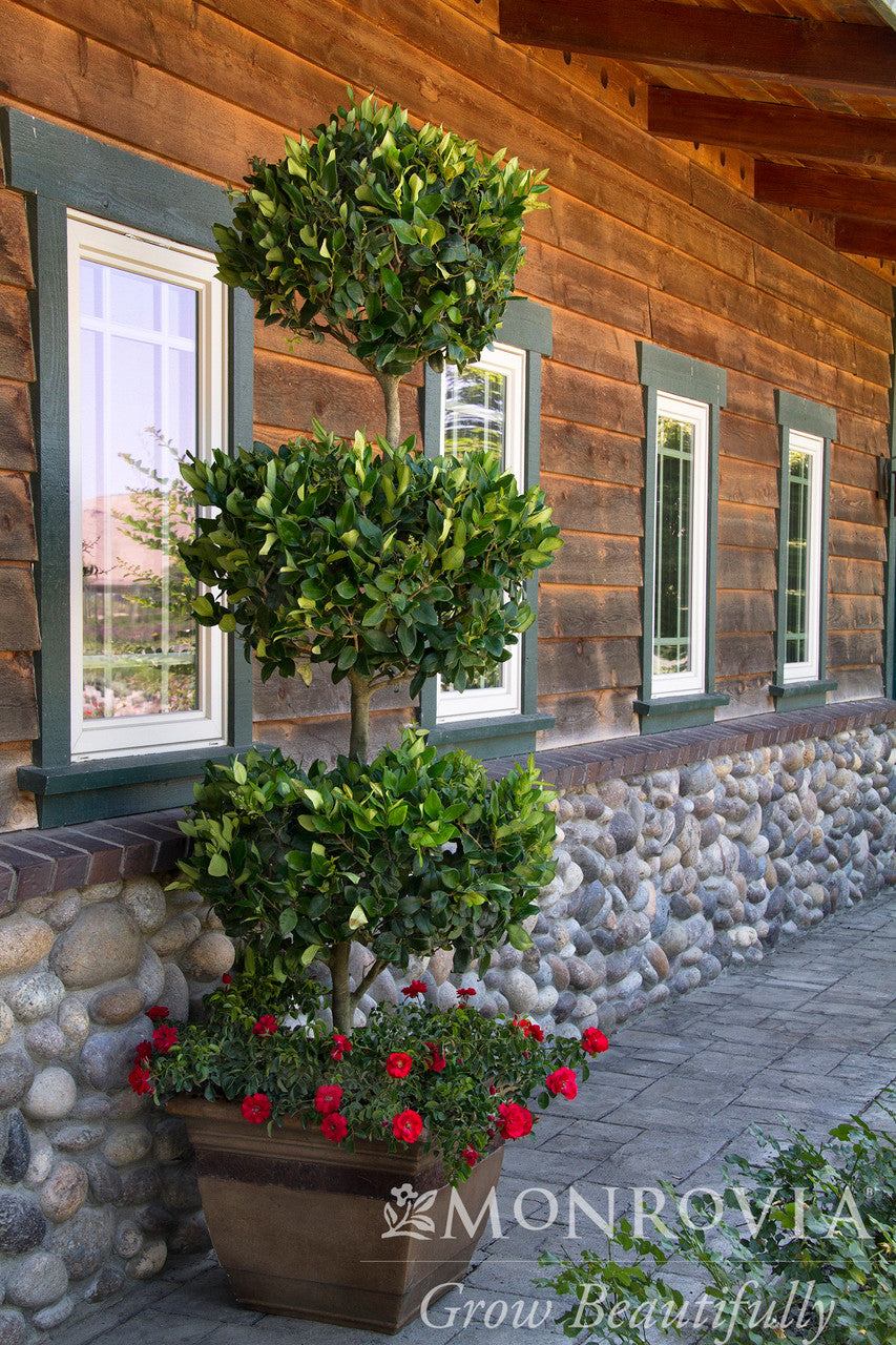 Waxleaf Privet - Thumbnail 2