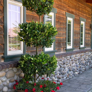 Waxleaf Privet - Monrovia