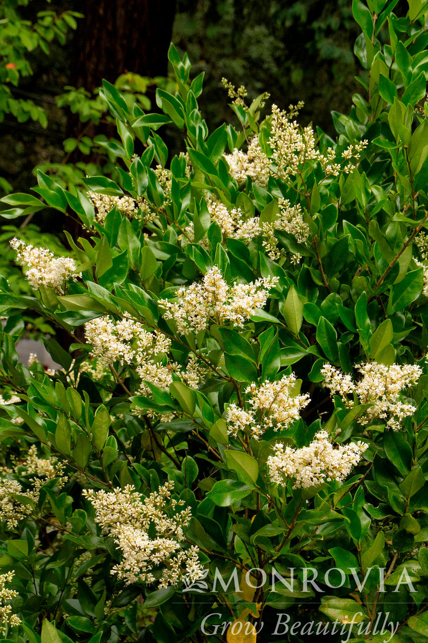 Waxleaf Privet - Thumbnail 3