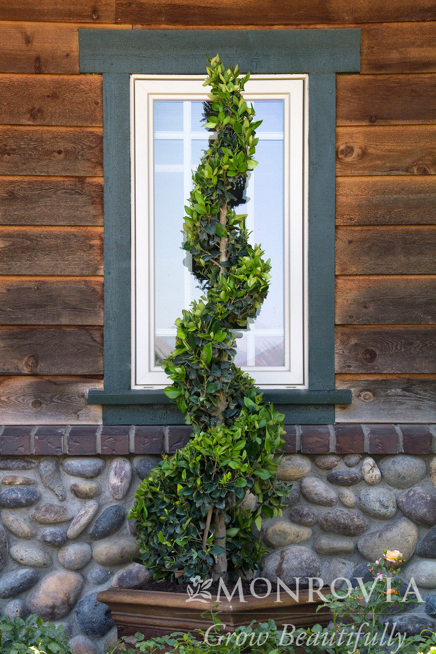 Waxleaf Privet - Thumbnail 5