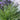 Silvery Sunproof Lilyturf - Monrovia