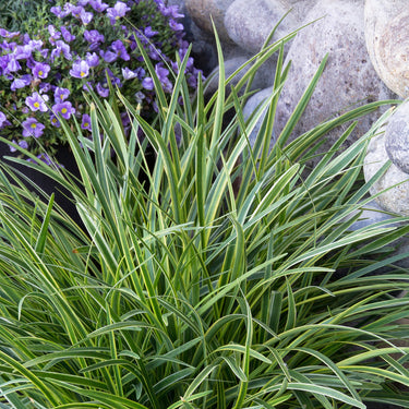 Silvery Sunproof Lilyturf - Monrovia