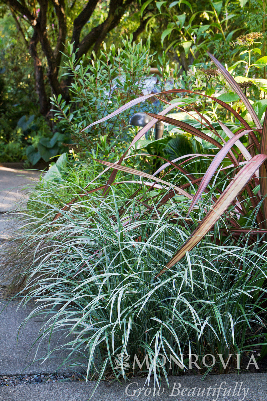 Silver Dragon Lilyturf