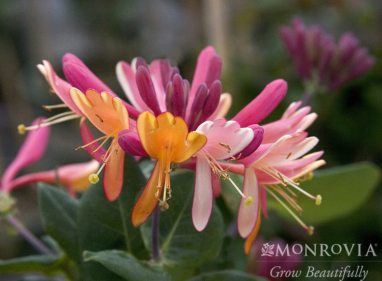 Goldflame Honeysuckle - Monrovia – Armstrong Garden Centers