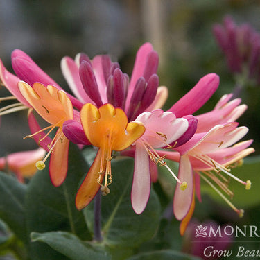 Goldflame Honeysuckle - Monrovia