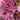 Sizzling Pink Fringe Flower - Monrovia