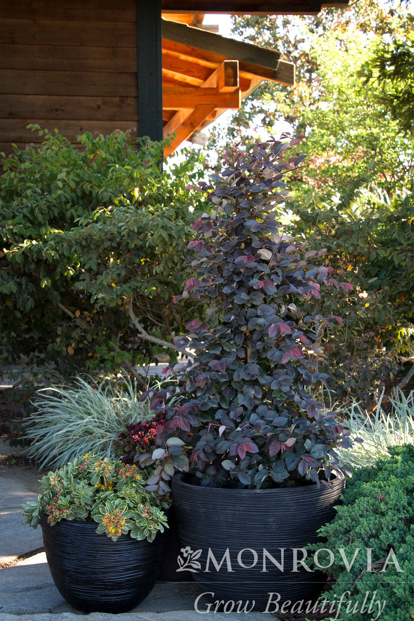 Sizzling Pink Fringe Flower - Monrovia – Armstrong Garden Centers