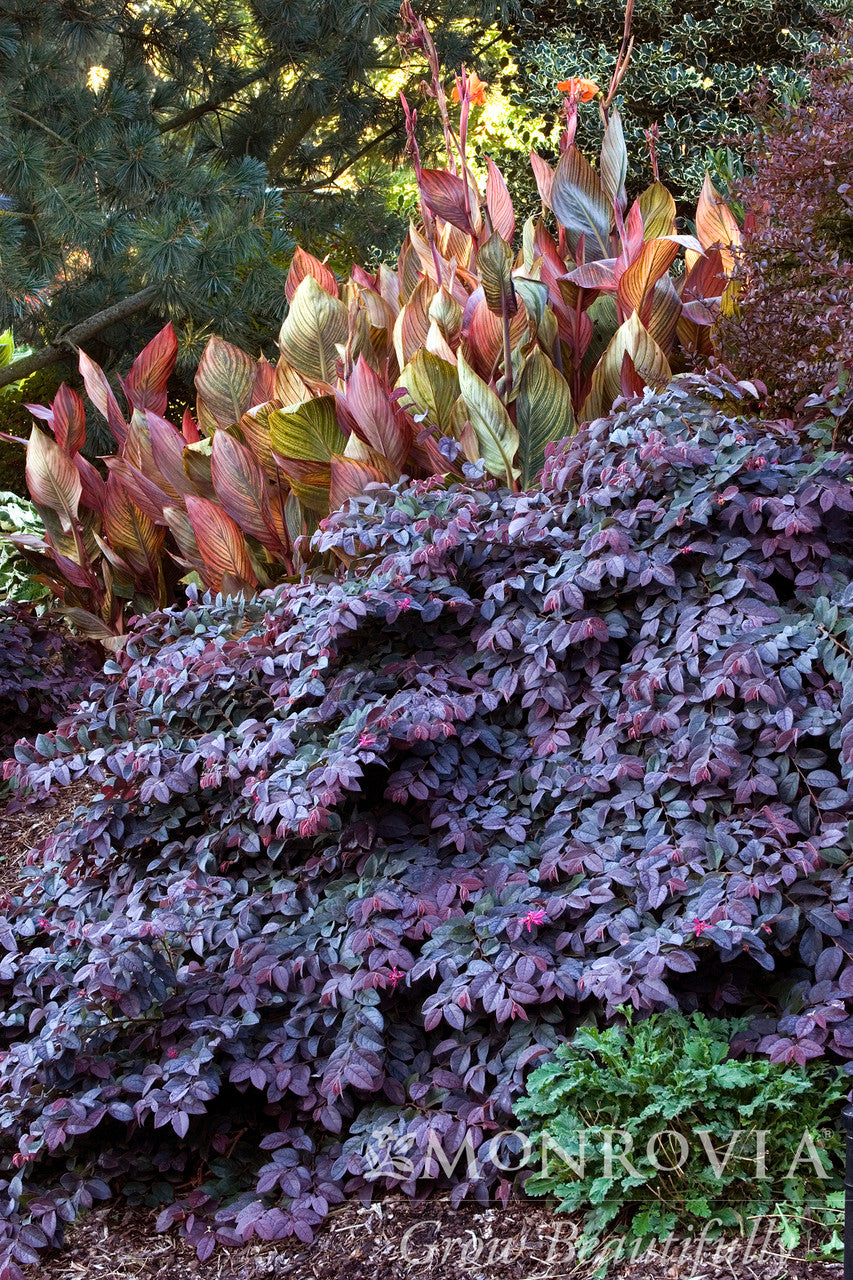 gardenpink① ZipGarden™ | ZipGrow Inc.