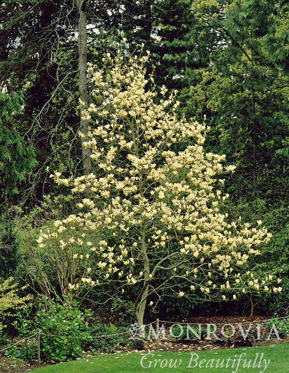 Elizabeth Magnolia - Thumbnail 2