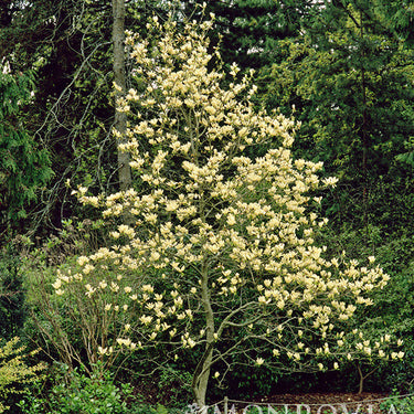 Elizabeth Magnolia - Monrovia
