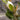 Little Gem Dwarf Southern Magnolia - Monrovia