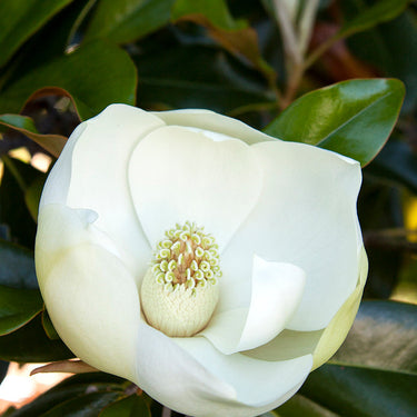 Little Gem Dwarf Southern Magnolia - Monrovia