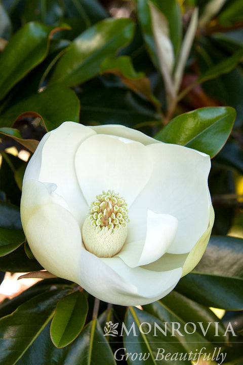 Little Gem Dwarf Southern Magnolia - Monrovia