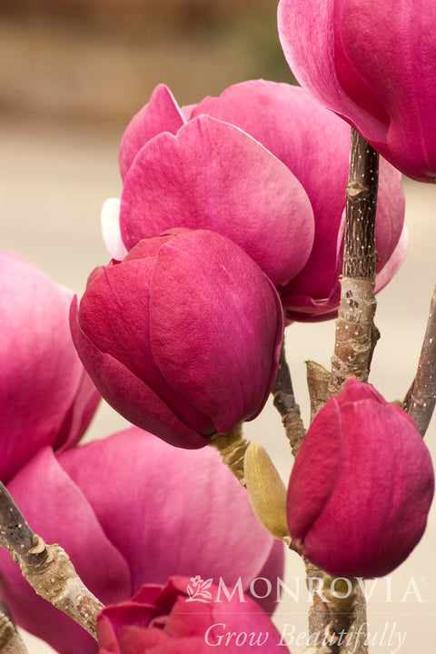 Black Tulip Magnolia - Monrovia