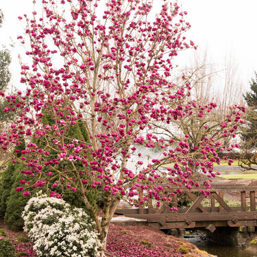 Black Tulip Magnolia - Monrovia