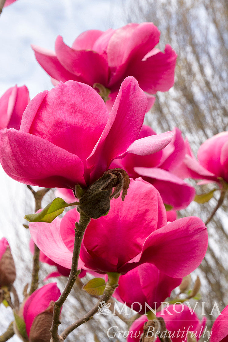 Felix Magnolia - Monrovia